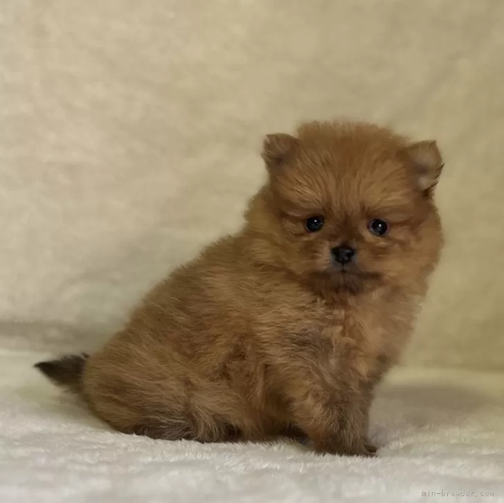 ID：2312-04562の子犬