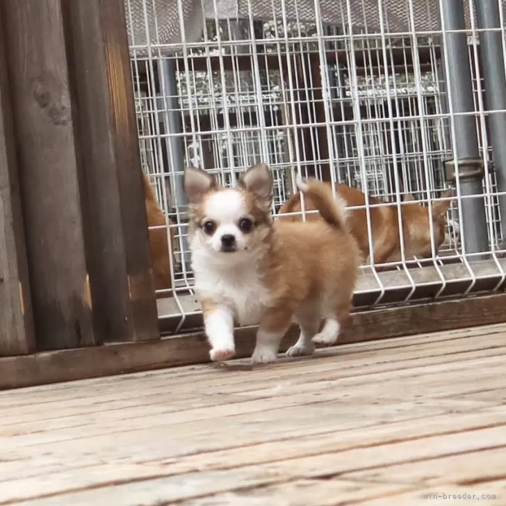 ID:2403-02279の子犬