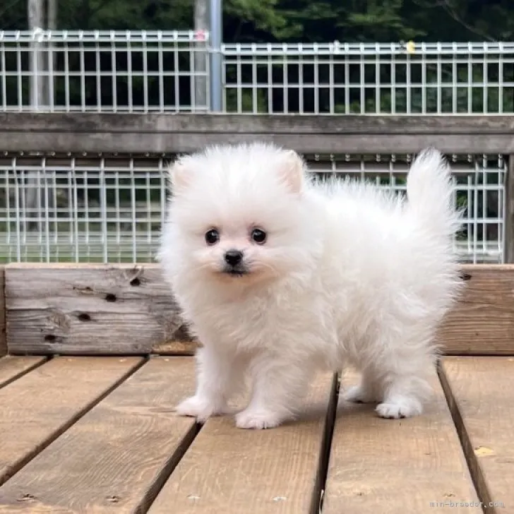 ID：2304-03113の子犬
