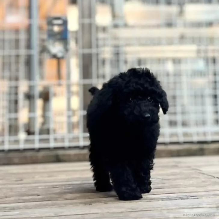 ID:2402-04168の子犬