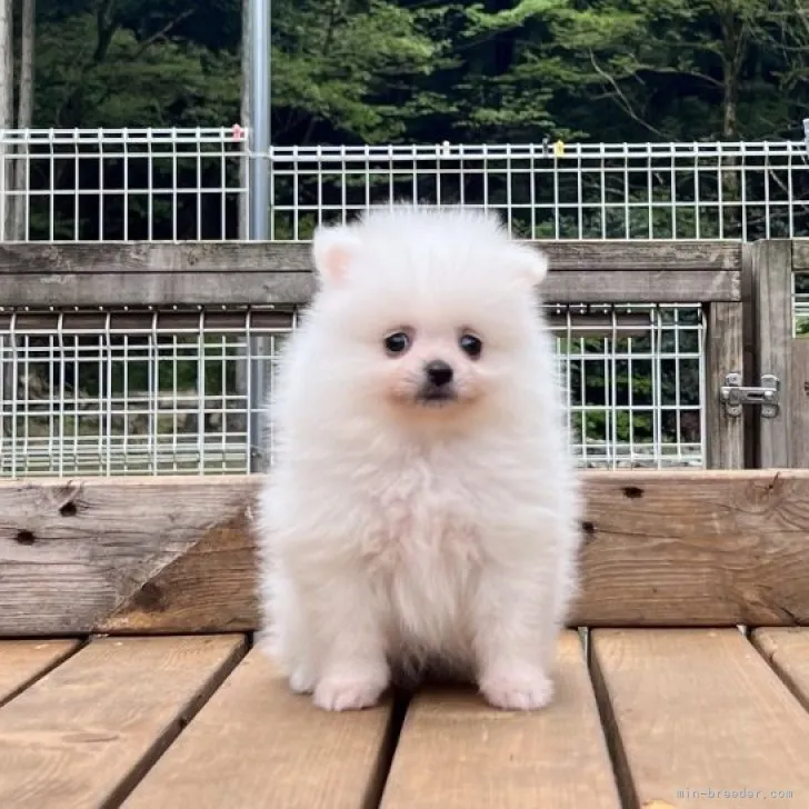 T.E 様のお迎えした子犬