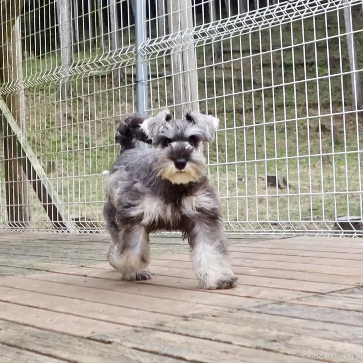 ID:2402-00711の子犬