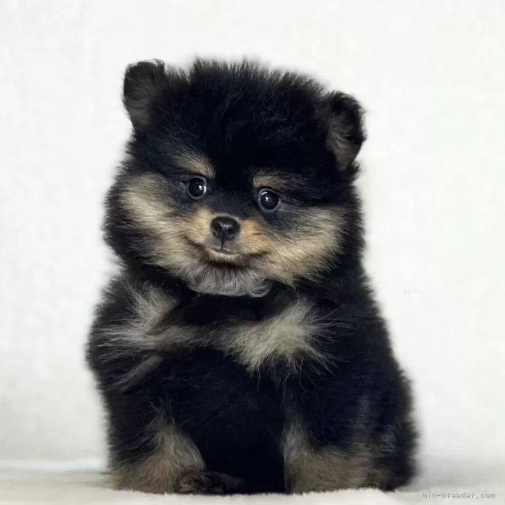 ID:2402-00723の子犬