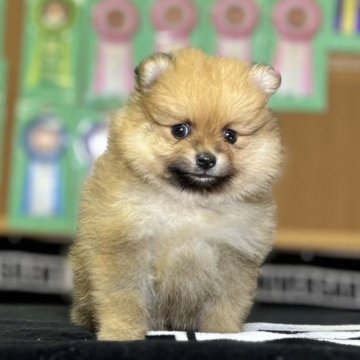 ポメラニアン【神奈川県・女の子・2023年5月25日・オレンジ】の写真「父JKCチャンピオンの可愛い女の子」