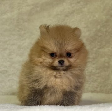 ポメラニアン【神奈川県・男の子・2024年8月13日・オレンジ】の写真「父JKCチャンピオンの可愛い男の子」