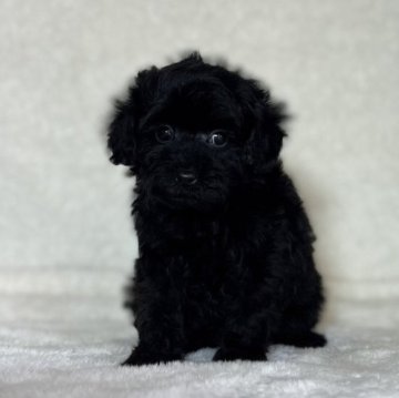 トイプードル(トイ)【神奈川県・女の子・2023年10月23日・ブラック】の写真「可愛い女の子」