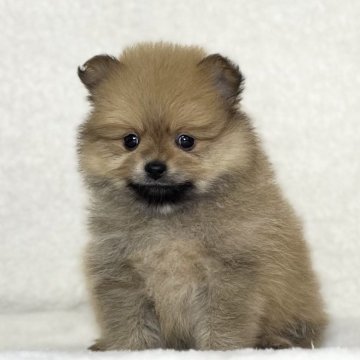 ポメラニアン【神奈川県・男の子・2023年12月25日・オレンジ】の写真「父JKCチャンピオンの可愛い男の子」