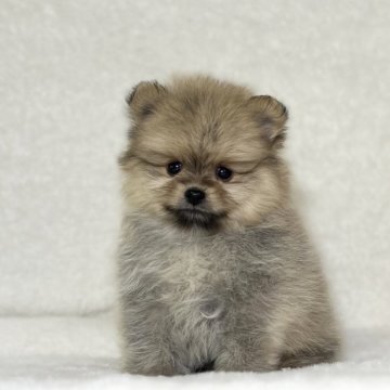 ポメラニアン【神奈川県・男の子・2023年12月25日・オレンジ】の写真「父JKCチャンピオンの可愛い男の子」