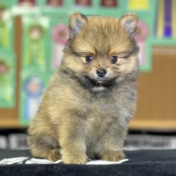 ポメラニアン【神奈川県・男の子・2023年5月20日・オレンジ】の写真「可愛い男の子」