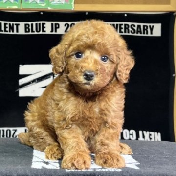 トイプードル(トイ)【神奈川県・男の子・2023年5月1日・レッドフォーン】の写真「大振りサイズの可愛い男の子」