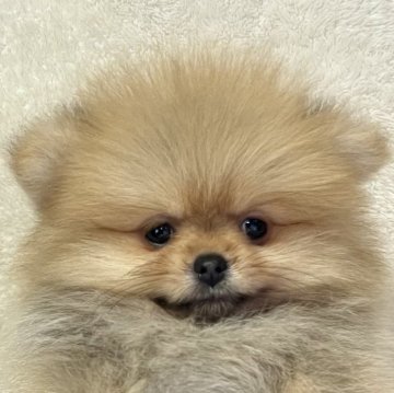 ポメラニアン【神奈川県・男の子・2024年4月23日・オレンジ】の写真「父JKCチャンピオンの可愛い小振りサイズの男の子」