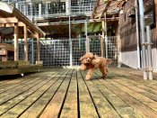 トイプードル【・女の子・2021年11月23日・レッド】