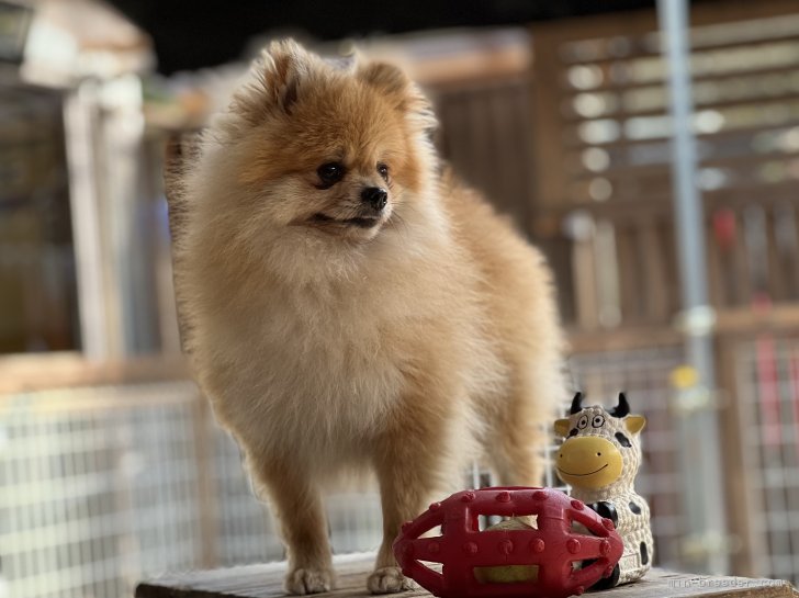 ポメラニアン オス ORANGE 2019/03/09生まれ 神奈川県 交配犬ID