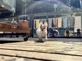 チワワ(ロング)【神奈川県・男の子・2024年1月30日・ホワイト&チョコフォーン】の写真3
