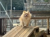 ポメラニアン【・女の子・2021年11月19日・クリーム】