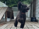 トイプードル【・男の子・2021年1月5日・BLACK】