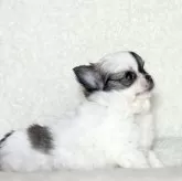 チワワ(ロング)【神奈川県・女の子・2023年12月20日・パーティ】の写真3「2/8撮影」