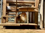 ポメラニアン【・女の子・2023年6月24日・オレンジセーブル】