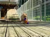 ポメラニアン【神奈川県・女の子・2024年5月16日・オレンジ】の写真4