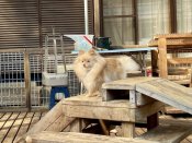 ポメラニアン【・女の子・2021年11月19日・クリーム】