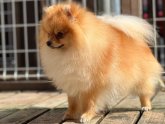 ポメラニアン【・男の子・2021年1月8日・オレンジ】