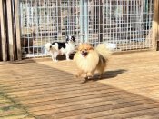 ポメラニアン【・女の子・2023年6月24日・オレンジセーブル】