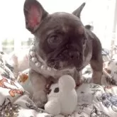 フレンチブルドッグ【千葉県・女の子・2025年9月29日・ブルーマール&タン】の写真2「11月6日　NEW！！」