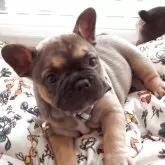 フレンチブルドッグ