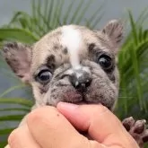 フレンチブルドッグ