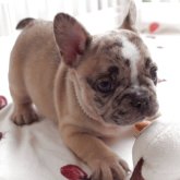 フレンチブルドッグ