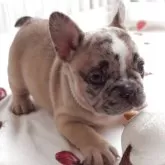 フレンチブルドッグ