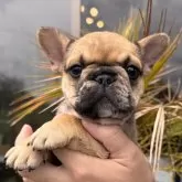 フレンチブルドッグ