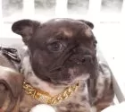フレンチブルドッグ【千葉県・女の子・2025年9月29日・ブルーマール&タン】の写真6「10月27日更新！！」