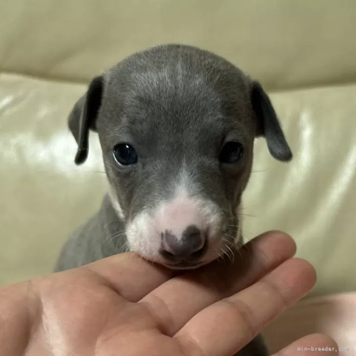 ID：2503-04270の子犬