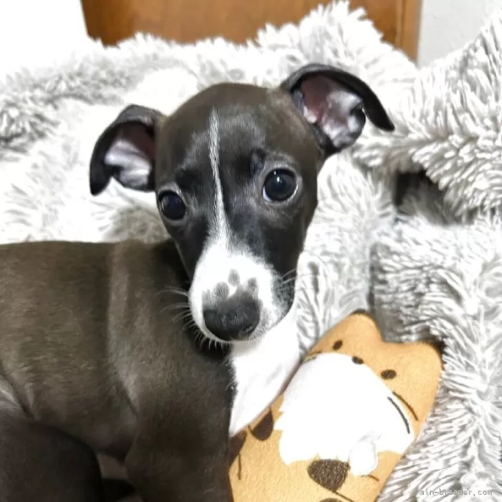 まめ 様のお迎えした子犬