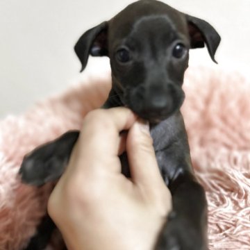 イタリアングレーハウンド【広島県・女の子・2025年8月16日・シール】の写真「全身シールの小柄な女の子」