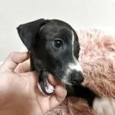 イタリアングレーハウンド