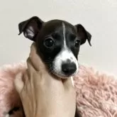 イタリアングレーハウンド