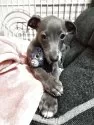 イタリアングレーハウンド