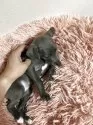 イタリアングレーハウンド【広島県・女の子・2025年8月16日・ブルー】の写真3
