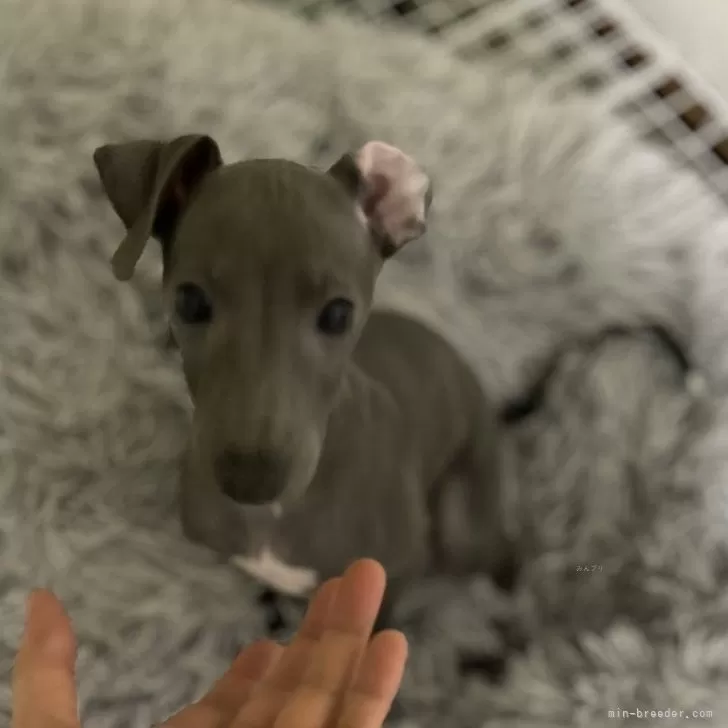 ID:2407-06143の子犬