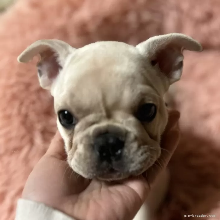 ID：2402-05115の子犬