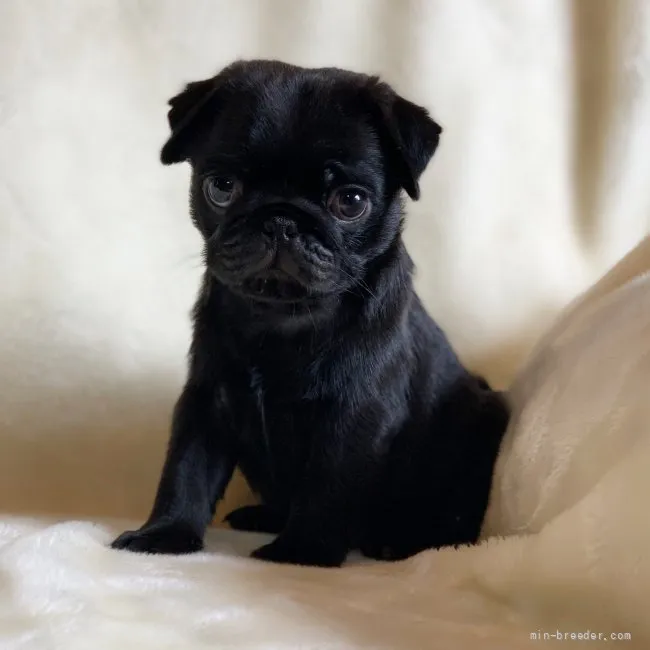 ダッシュ 様のお迎えした子犬
