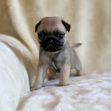 パグ【鹿児島県・女の子・2021年6月16日・フォーン】の写真「コロコロ可愛いパグちゃん♪」