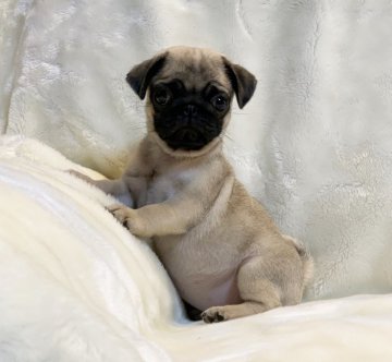 パグ【鹿児島県・女の子・2020年4月19日・フォーン】の写真「ムチムチ！可愛いパグちゃん♪」