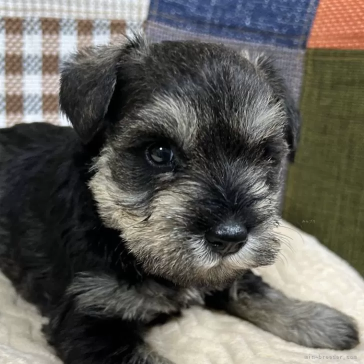 ID：2503-02680の子犬