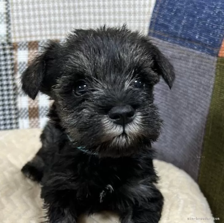 ID：2503-02687の子犬