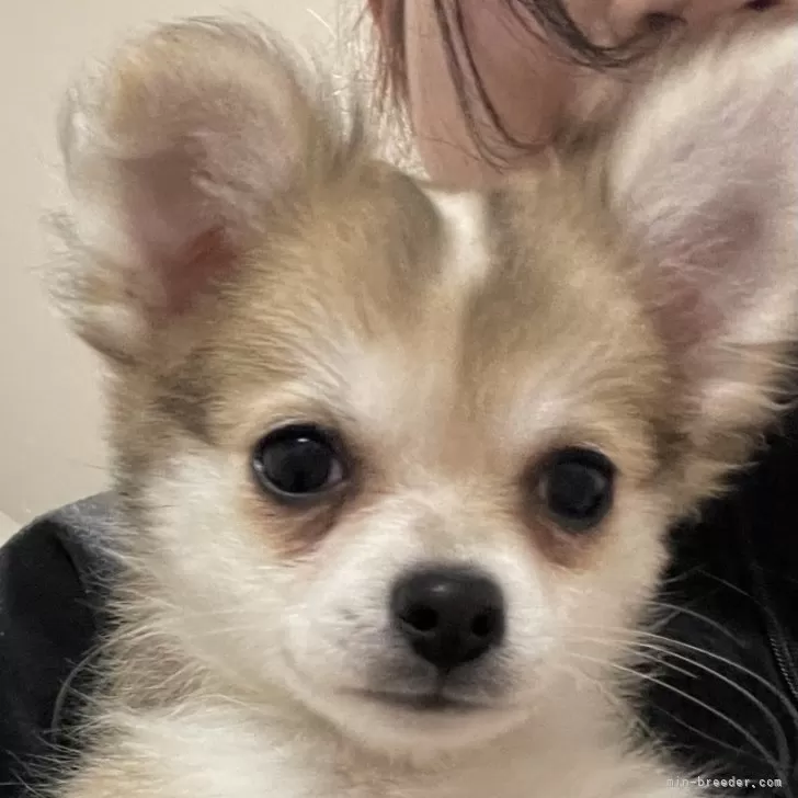 ID:2410-05577の子犬