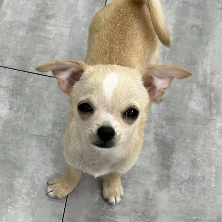 やまちゃん 様のお迎えした子犬