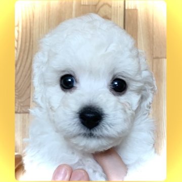 トイプードル(トイ)【広島県・男の子・2025年7月19日・ホワイト】の写真「かわいい男の子🍀」